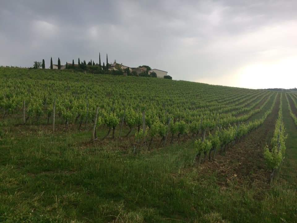 vignoble de Gaillac