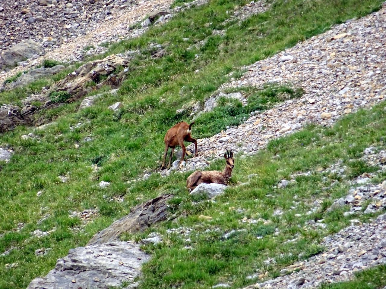 PYRENEES