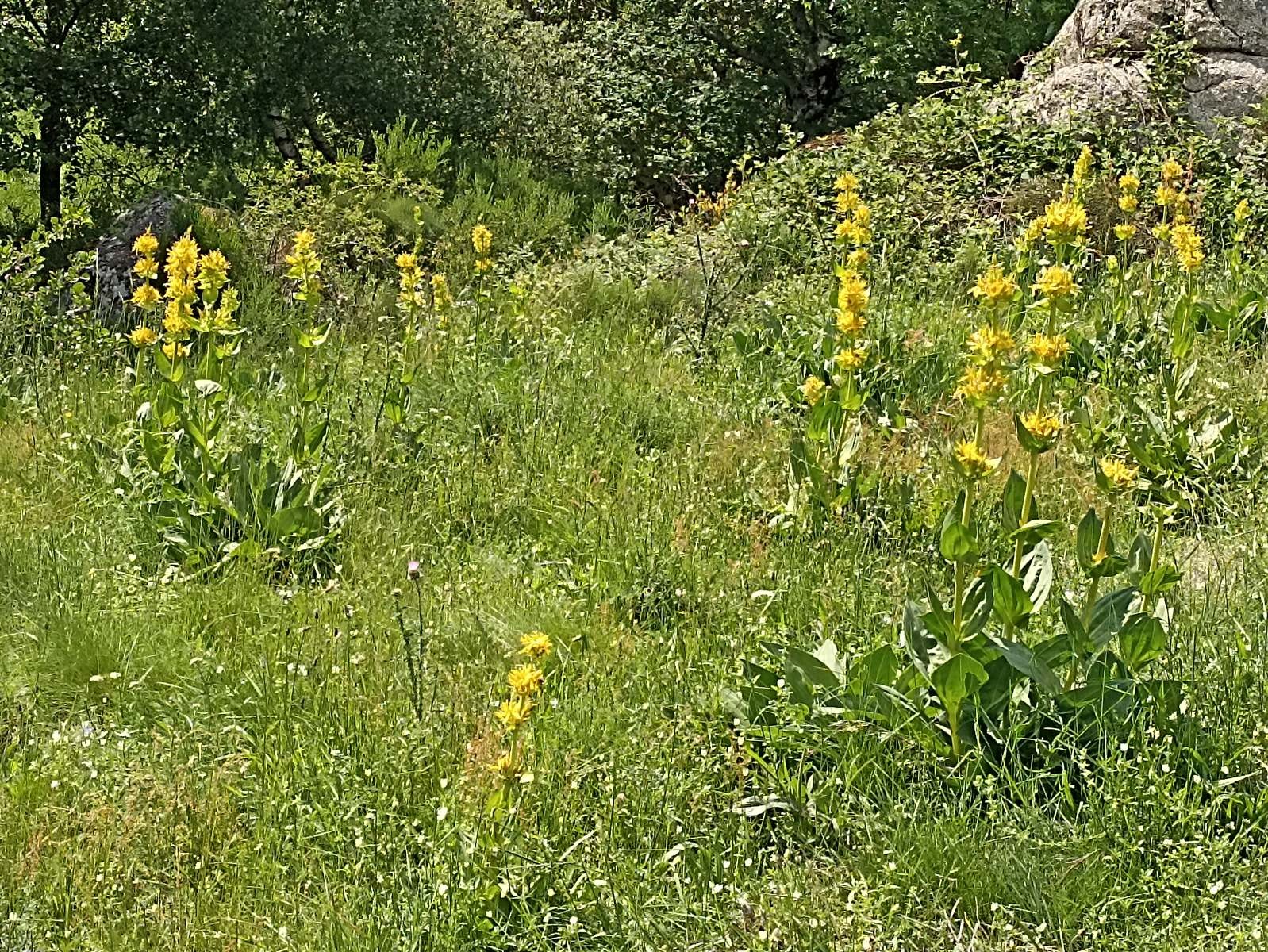 15 Juin: Huitième étape du Bleymard au Pont-de-Montvert par le Mont Lozère (1699m)