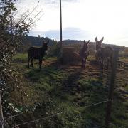 Rando Beaujolais Désertines - Surprise sur notre chemin